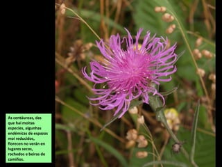 As centáureas, das
que hai moitas
especies, algunhas
endémicas de espazos
moi reducidos,
florecen no verán en
lugares secos,
rochedos e beiras de
camiños.
 