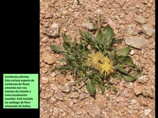 Centáurea ultreiae.
Esta curiosa especie de
centáurea de flores
amarelas ten nos
montes do Castelo a
única localización
mundial. Está incluída
no catálogo de flora
ameazada de Galiza.
 