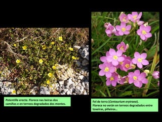 Potentilla erecta. Florece nas beiras dos
camiños e en terreos degradados dos montes.
Fel de terra (Centaurium erytraea).
Florece no verán en terreos degradados entre
toxeiras, piñeiros…
 