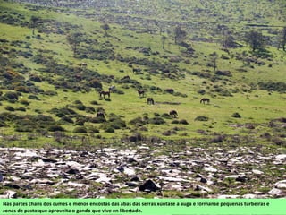Nas partes chans dos cumes e menos encostas das abas das serras xúntase a auga e fórmanse pequenas turbeiras e
zonas de pasto que aproveita o gando que vive en libertade.
 