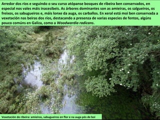 Arredor dos ríos e seguindo o seu curso atópanse bosques de ribeira ben conservados, en
especial nos vales máis inacesibeis. As árbores dominantes son as amieiras, os salgueiros, os
freixos, os sabugueiros e, máis lonxe da auga, os carballos. En xeral está moi ben conservada a
vexetación nas beiras dos ríos, destacando a presenza de varias especies de fentos, algúns
pouco comúns en Galiza, como a Woodwardia radicans.
Vexetación de ribeira: amieiras, sabugueiros en flor e na auga pés de boi
 