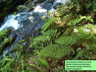 Tres especies de fentos no río de
Nosiño, afluente do Santa Baia.
Woorwardia radicans, Blechnum
spicant e Dryopteris.
 