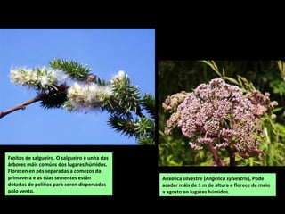 Froitos de salgueiro. O salgueiro é unha das
árbores máis comúns dos lugares húmidos.
Florecen en pés separadas a comezos da
primavera e as súas sementes están
dotadas de peliños para seren dispersadas
polo vento.
Anxélica silvestre (Angelica sylvestris), Pode
acadar máis de 1 m de altura e florece de maio
a agosto en lugares húmidos.
 