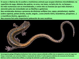 O cauce e ribeiras do río acollen a moitísimos animais que ocupan distintos microhábitats: na
superficie da auga, debaixo das pedras, na area, nas laxes, na beira do río, no bosque...
Os máis numerosos son os invertebrados, e entre eles os insectos (os que máis chaman a
atención pola súa vistosidade son as libeliñas e gaiteiros).
Nos vertebrados destaca a presenza de distintos anfibios (ras, sapos, pintafontes), réptiles
(cobra sapeira), peixes (troita, escalo, anguía...) aves (merlo rieiro, lavandeiras, picapeixes...)
e mamíferos (lontra, aguaneiro...).
Nos encoros hai unha importante poboación de aves acuáticas.
Saramaganta galega (Chioglosa lusitanica). Este curioso e pouco coñecido anfibio vive en pequenos cursos de auga moi
limpa e osixenada, con correntes febles e vexetación de brións. É unha especie endémica do noroeste da Península
Ibérica e como a maioría dos anfibios, en perigo de extinción e, polo tanto, protexida.
 
