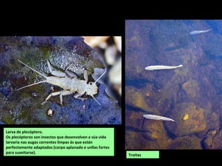 Larva de plecóptero.
Os plecópteros son insectos que desenvolven a súa vida
larvaria nas augas correntes limpas ás que están
perfectamente adaptados (corpo aplanado e unllas fortes
para suxeitarse).
Troitas
 