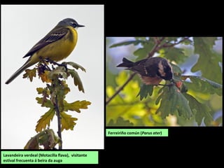 Lavandeira verdeal (Motacilla flava), visitante
estival frecuenta á beira da auga
Ferreiriño común (Parus ater)
 
