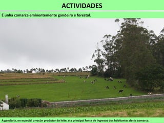 ACTIVIDADES
É unha comarca eminentemente gandeira e forestal.
A gandaría, en especial o vacún produtor de leite, é a principal fonte de ingresos dos habitantes desta comarca.
 