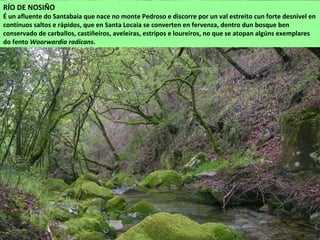 RÍO DE NOSIÑO
É un afluente do Santabaia que nace no monte Pedroso e discorre por un val estreito cun forte desnivel en
contínuos saltos e rápidos, que en Santa Locaia se converten en fervenza, dentro dun bosque ben
conservado de carballos, castiñeiros, aveleiras, estripos e loureiros, no que se atopan algúns exemplares
do fento Woorwardia radicans.
 