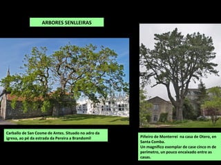 Piñeiro de Monterrei na casa de Otero, en
Santa Comba.
Un magnífico exemplar de case cinco m de
perímetro, un pouco encaixado entre as
casas.
ARBORES SENLLEIRAS
Carballo de San Cosme de Antes. Situado no adro da
igrexa, ao pé da estrada da Pereira a Brandomil
 
