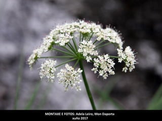 MONTAXE E FOTOS: Adela Leiro, Mon Daporta
xuño 2017
 