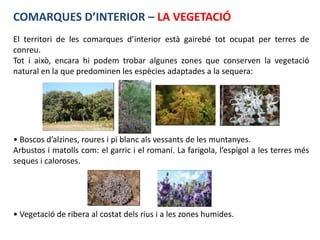 COMARQUES D’INTERIOR – LA VEGETACIÓ
El territori de les comarques d’interior està gairebé tot ocupat per terres de
conreu.
Tot i això, encara hi podem trobar algunes zones que conserven la vegetació
natural en la que predominen les espècies adaptades a la sequera:




• Boscos d’alzines, roures i pi blanc als vessants de les muntanyes.
Arbustos i matolls com: el garric i el romaní. La farigola, l’espígol a les terres més
seques i caloroses.




• Vegetació de ribera al costat dels rius i a les zones humides.
 