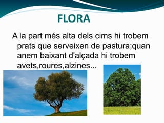 A la part més alta dels cims hi trobem
prats que serveixen de pastura;quan
anem baixant d'alçada hi trobem
avets,roures,alzines...
FLORA
 