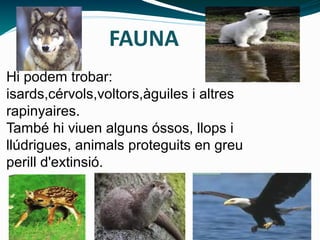 Hi podem trobar:
isards,cérvols,voltors,àguiles i altres
rapinyaires.
També hi viuen alguns óssos, llops i
llúdrigues, animals proteguits en greu
perill d'extinsió.
FAUNA
 