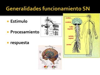Generalidades funcionamiento SNEstimuloProcesamientorespuesta
