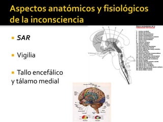 Aspectos anatómicos y fisiológicos de la inconscienciaSARVigiliaTallo encefálico y tálamo medial