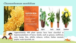 Chrysanthemum morifolium
Approximately 400 plant species have been classified as
hyperaccumulators of heavy metals, such as grasses, sunflower,
corn, hemp, flax, alfalfa, tobacco, willow, Indian mustard,
poplar, water hyacinth, etc.
 