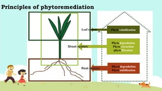 Principles of phytoremediation
Phytovolatilization
Phytodegradation
Phytoextraction
phytofiltration
Rhyzodegradation
Phytostabilization
Shoot system
Root system
Leaf system
 