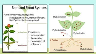 Functions:-
• Accumulation
• Removal or
• Conversion of
pollutants.
 