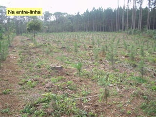Na entre-linha 
 