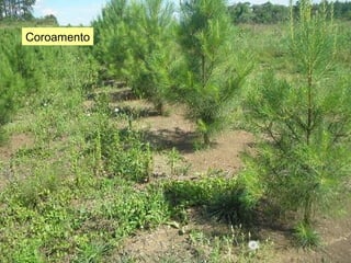 Coroamento 
 