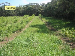 Na linha 
 