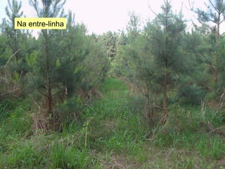 Na entre-linha 
 