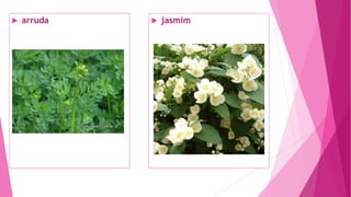  arruda  jasmim
 