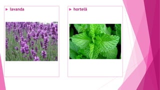  lavanda  hortelã
 