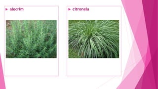  alecrim  citronela
 