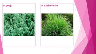  poejo  capim-limão
 