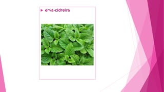  erva-cidreira
 