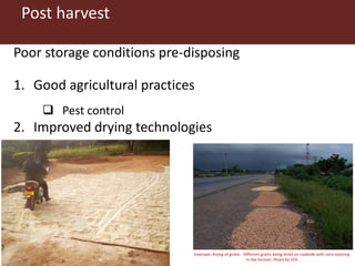 Combating aflatoxins: Can we win the war?