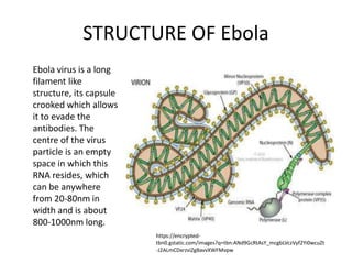 STRUCTURE OF Ebola
Ebola virus is a long
filament like
structure, its capsule
crooked which allows
it to evade the
antibodies. The
centre of the virus
particle is an empty
space in which this
RNA resides, which
can be anywhere
from 20-80nm in
width and is about
800-1000nm long.
https://encrypted-
tbn0.gstatic.com/images?q=tbn:ANd9GcRtAsY_mcgbLVczVyf2Yi0wcuZt
-J2ALmCDxrzviZgBavvXWFMvpw
 