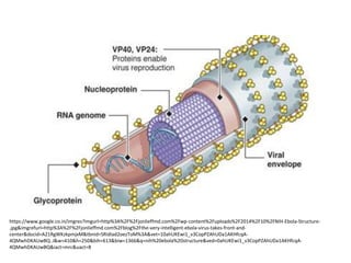 https://www.google.co.in/imgres?imgurl=http%3A%2F%2Fjonlieffmd.com%2Fwp-content%2Fuploads%2F2014%2F10%2FNIH-Ebola-Structure-
.jpg&imgrefurl=http%3A%2F%2Fjonlieffmd.com%2Fblog%2Fthe-very-intelligent-ebola-virus-takes-front-and-
center&docid=A21RgWKzkpmjxM&tbnid=SRidIad2oezToM%3A&vet=10ahUKEwi1_v3CopPZAhUDa1AKHfcqA-
4QMwhDKAUwBQ..i&w=410&h=250&bih=613&biw=1366&q=nih%20ebola%20structure&ved=0ahUKEwi1_v3CopPZAhUDa1AKHfcqA-
4QMwhDKAUwBQ&iact=mrc&uact=8
 