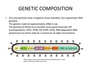 GENETIC COMPOSITION
• The viral particles have a negative sense stranded, non-segmented, RNA
genome.
The genetic material approximately 19kb in size.
The genome of Ebola virus encodes seven genes basically: NP
(nucleoprotein), VP35, VP40, GP, VP30, VP24, RNA-dependent RNA
polymerase (L) which code for a maximum of eight viral proteins.
https://www.med.unc.edu/orfeome/projects/identification-of-new-
genes-in-ebola-and-influenza-viruses
 