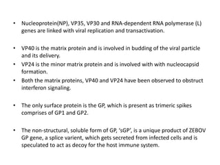 • Nucleoprotein(NP), VP35, VP30 and RNA-dependent RNA polymerase (L)
genes are linked with viral replication and transactivation.
• VP40 is the matrix protein and is involved in budding of the viral particle
and its delivery.
• VP24 is the minor matrix protein and is involved with with nucleocapsid
formation.
• Both the matrix proteins, VP40 and VP24 have been observed to obstruct
interferon signaling.
• The only surface protein is the GP, which is present as trimeric spikes
comprises of GP1 and GP2.
• The non-structural, soluble form of GP, ‘sGP’, is a unique product of ZEBOV
GP gene, a splice varient, which gets secreted from infected cells and is
speculated to act as decoy for the host immune system.
 