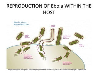 REPRODUCTION OF Ebola WITHIN THE
HOST
https://encrypted-tbn0.gstatic.com/images?q=tbn:ANd9GcRqnXSIGUjzua5Xii3RuGuJiIxl3uj4IEwbNOgxGCFyXRahCgok
 