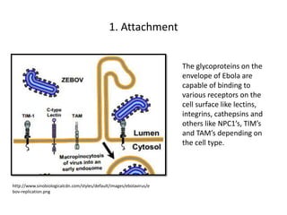 1. Attachment
The glycoproteins on the
envelope of Ebola are
capable of binding to
various receptors on the
cell surface like lectins,
integrins, cathepsins and
others like NPC1’s, TIM’s
and TAM’s depending on
the cell type.
http://www.sinobiologicalcdn.com/styles/default/images/ebolavirus/e
bov-replication.png
 