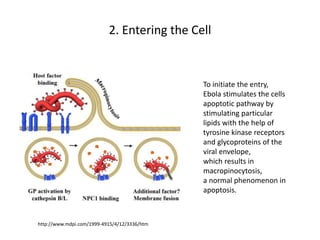 2. Entering the Cell
To initiate the entry,
Ebola stimulates the cells
apoptotic pathway by
stimulating particular
lipids with the help of
tyrosine kinase receptors
and glycoproteins of the
viral envelope,
which results in
macropinocytosis,
a normal phenomenon in
apoptosis.
http://www.mdpi.com/1999-4915/4/12/3336/htm
 