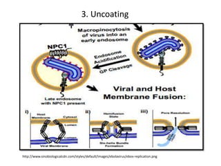3. Uncoating
http://www.sinobiologicalcdn.com/styles/default/images/ebolavirus/ebov-replication.png
 