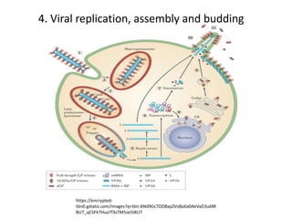 4. Viral replication, assembly and budding
https://encrypted-
tbn0.gstatic.com/images?q=tbn:ANd9GcTOD8xpZVv8aXa0AeVaD3u6M
BU7_qCSFk7HuaTf3sTM5ze5I8U7
 