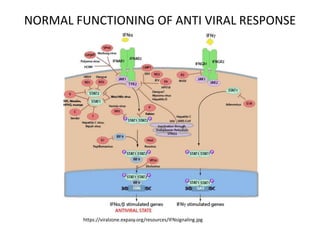 NORMAL FUNCTIONING OF ANTI VIRAL RESPONSE
https://viralzone.expasy.org/resources/IFNsignaling.jpg
 