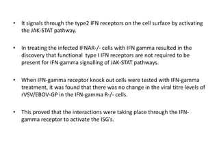 • It signals through the type2 IFN receptors on the cell surface by activating
the JAK-STAT pathway.
• In treating the infected IFNAR-/- cells with IFN gamma resulted in the
discovery that functional type I IFN receptors are not required to be
present for IFN-gamma signalling of JAK-STAT pathways.
• When IFN-gamma receptor knock out cells were tested with IFN-gamma
treatment, it was found that there was no change in the viral titre levels of
rVSV/EBOV-GP in the IFN-gamma R-/- cells.
• This proved that the interactions were taking place through the IFN-
gamma receptor to activate the ISG’s.
 