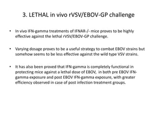 3. LETHAL in vivo rVSV/EBOV-GP challenge
• In vivo IFN-gamma treatments of IFNAR-/- mice proves to be highly
effective against the lethal rVSV/EBOV-GP challenge.
• Varying dosage proves to be a useful strategy to combat EBOV strains but
somehow seems to be less effective against the wild type VSV strains.
• It has also been proved that IFN-gamma is completely functional in
protecting mice against a lethal dose of EBOV, in both pre EBOV IFN-
gamma exposure and post EBOV IFN-gamma exposure, with greater
efficiency observed in case of post infection treatment groups.
 