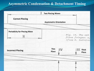 Asymmetric Condensation & Detachment Timing
Correct Piecing
Two Piecing Waves
Asymmetric Orientation
Periodicity for Piecing Wave
Incorrect Piecing
Thin
Place
Thick
Place
 