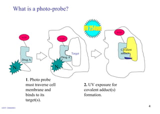 Combinational Use Of Photoaffinity Label (Iii) & Affinity Column For ...