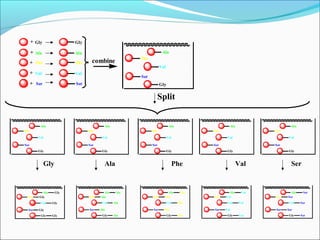 combine
Gly
Ala
Phe
Val
Ser
Gly
Ala
Phe
Val
Ser
+
+
+
+
+
Gly
Ala
Phe
Val
Ser
Split
Gly
Ala
Phe
Val
Ser
Gly
Ala
Phe
Val
Ser
Gly
Ala
Phe
Val
Ser
Gly
Ala
Phe
Val
Ser
Gly
Ala
Phe
Val
Ser
Gly Ala Phe Val Ser
Gly
Ala
Phe
Val
Ser
Gly
Gly
Gly
Gly
Gly
Gly
Ala
Phe
Val
Ser
Ser
Ser
Ser
Ser
Ser
Gly
Ala
Phe
Val
Ser
Ala
Ala
Ala
Ala
Ala
Gly
Ala
Phe
Val
Ser
Val
Val
Val
Val
Val
Gly
Ala
Phe
Val
Ser
Phe
Phe
Phe
Phe
Phe
 