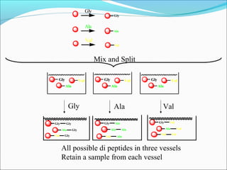 Gly
Ala
Val
Gly
Ala
Val
Gly
Ala
Val Gly
Ala
Val Gly
Ala
Val
Gly Ala Val
Gly
Ala
Val
Gly
Gly
Gly
Gly
Ala
Val
Ala
Ala
Ala
Gly
Ala
Val
Val
Val
Val
Mix and Split
All possible di peptides in three vessels
Retain a sample from each vessel
 