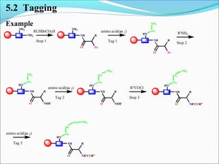 NH2
NH2
RCHBrCO2H
Step 1
NH2
NH
O
R
Br
amino acid(aa 1)
Tag 1
HN
NH
O
R
Br
aa1
NH2
R'NH2
Step 2
HN
NH
O
R
NHR'
aa1
NH2
amino acid(aa 2)
Tag 2
HN
NH
O
R
NHR'
aa1
aa2
NH2
R"COCl
Step 3
HN
NH
O
R
NR'COR"
aa1
aa2
NH2
amino acid(aa 3)
Tag 3
HN
NH
O
R
NR'COR"
aa1
aa2
aa3 NH2
5.2 Tagging
Example
 