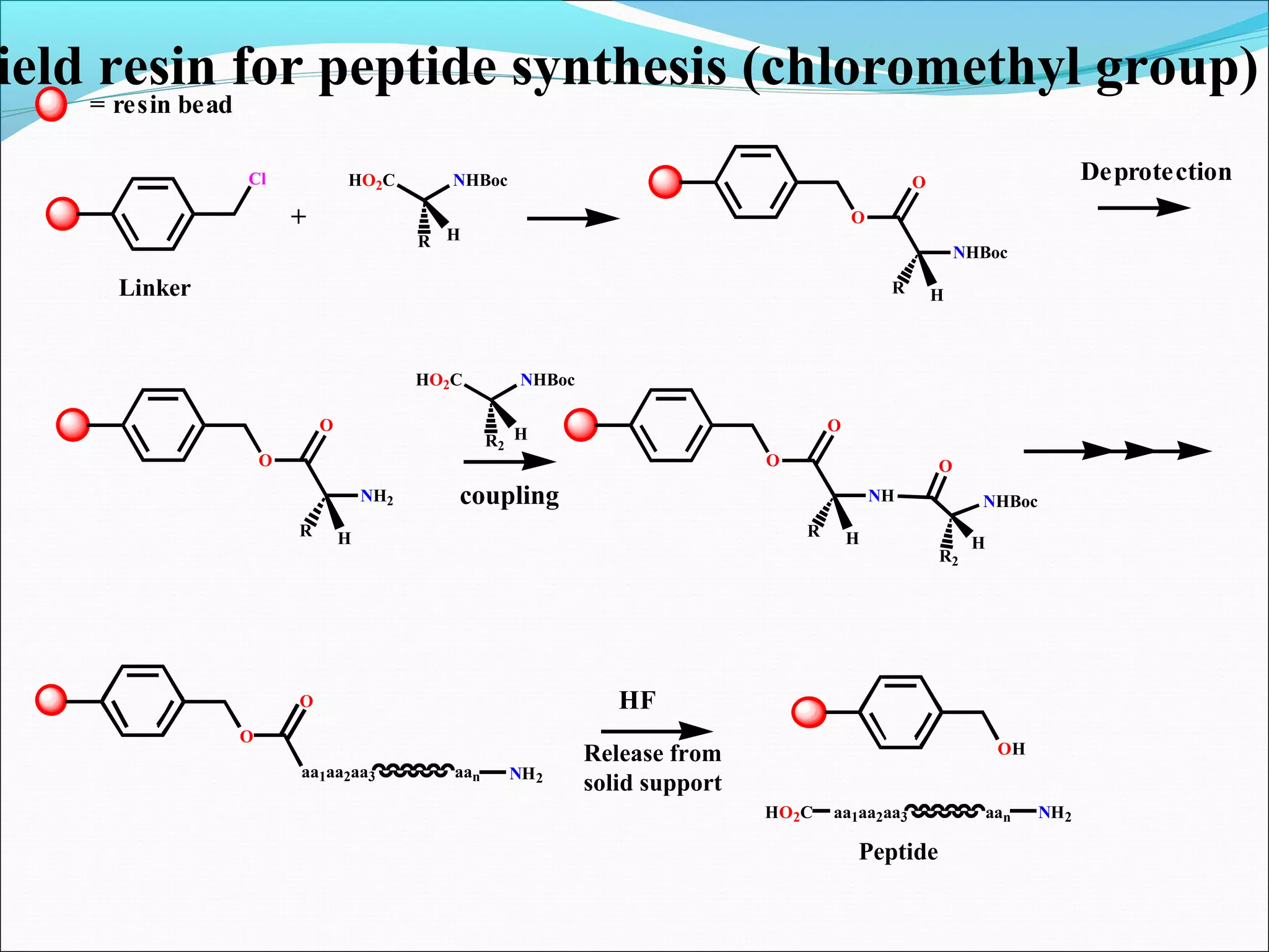 Deprotection
O
aa1aa2aa3
O
aan NH2
ield resin for peptide synthesis (chloromethyl group)
O
O
R
NHBoc
H
O
O
R
NH2
H
HO2C NHBoc
R2
H
coupling
O
O
R
NH
H
O
NHBoc
R2
H
= resin bead
Cl HO2C NHBoc
R H
+
Linker
HF
OH
aa1aa2aa3 aanHO2C NH2
Peptide
Release from
solid support
 